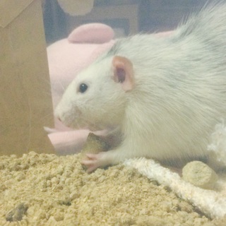 交渉中 ラットくん♂