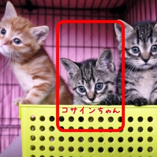 コサインちゃん(メス)生後2ヶ月