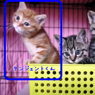 タンジェントくん(オス)生後2ヶ月