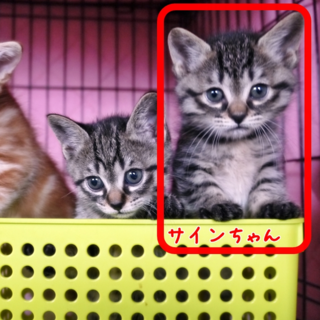 サインちゃん(メス)生後2ヶ月