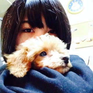 茶色のトイプードルの女の子です！