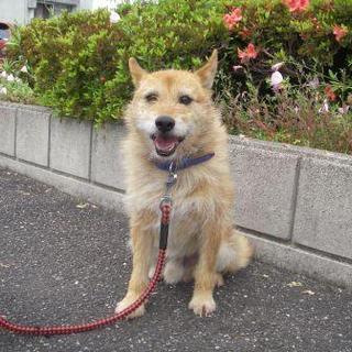 譲渡決定してます！！