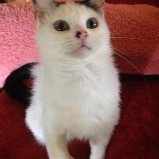 モノトーン美猫さん☆てるみんちゃん