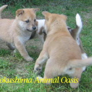 体格こぶりめちゃめちゃ可愛いチビ太郎と豆花ちゃん