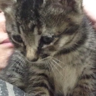 緊急です、子猫を保護してます。