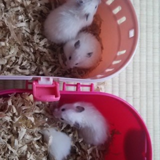 ハムスターの赤ちゃん生まれました