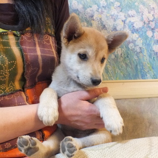 甘えん坊の豆花ちゃん素敵な里親様に巡り会えました