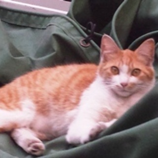 マロン　　茶白の男の子　1歳くらい