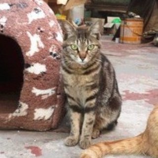 チョコ　　キジトラの女の子　1歳くらい