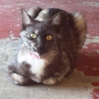 クロ　　サビ柄の女の子　1歳くらい