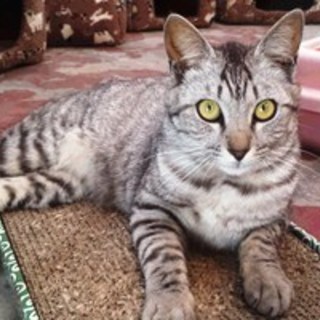 くうちゃん　グレーの男の子　1歳くらい