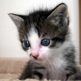 グレイくん オス　4週間くらい