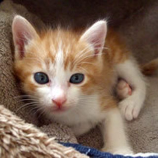 チャーくん  オス　4週間くらい