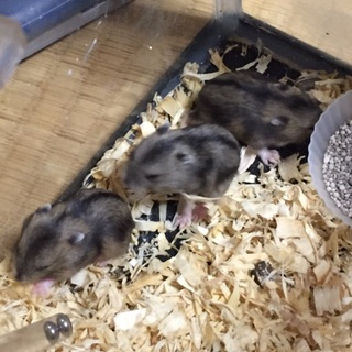 ジャンガリアン５.１生