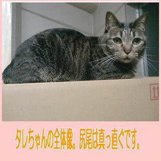 幸せにしてあげて～～　たれちゃんを