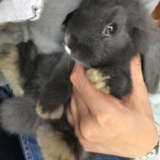 2/25産まれホーランドロップ