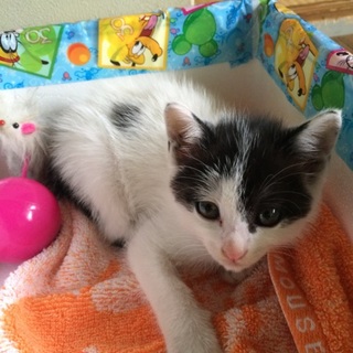 仔猫ちゃん里親になってください。