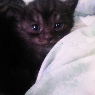 黒アメショ模様の子（ハーフ）里親募集中です＾＾