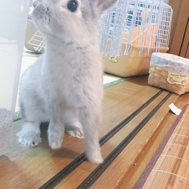 うさんぽ