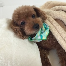 涙涙で止まらない