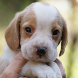 「死を覚悟したポーに生きる気力を与えたマーチ」サムネイル2