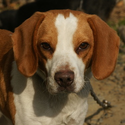 「死を覚悟したポーに生きる気力を与えたマーチ」サムネイル3