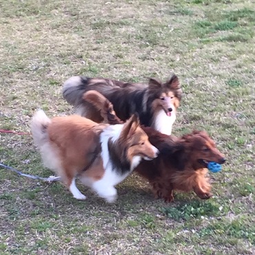 2015/4 キラ、ソルトとベッパー。