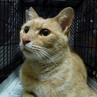 ハスキーボイスが魅力的な優しい子です