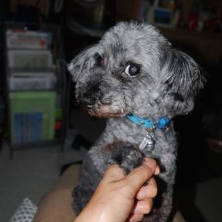 募集停止中。小柄のシルバープードルくん