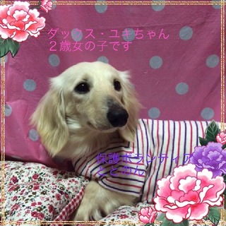 小振りなダックス・ユキはシャイな女の子です。