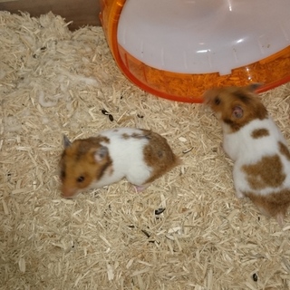 ゴールデンハムスター育ててあげてください