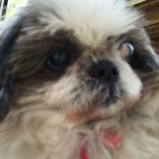 里親さん、募集します！