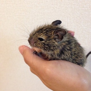 デグー里親募集中！