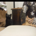 かわいい盛りの茶とら♂と黒♀保護しています