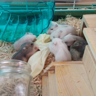 ジャンガリアンハムスター