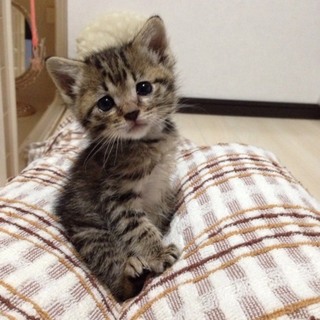 キジトラ　カギしっぽの男の子