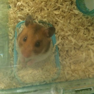 ゴールデンハムスター:メス:5カ月:東京都