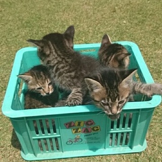 【一時停止】3月末生まれの子猫2匹
