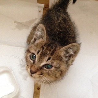 里親さん募集中です