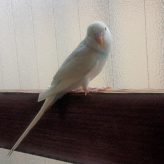 セキセイインコ、生後3ヶ月の女の子です。