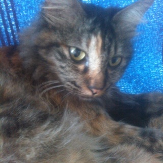 飼い主さん探しています、見つからなければ里親募集