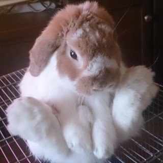 ホーランドロップのうさぎさん２羽の里親募集中です！