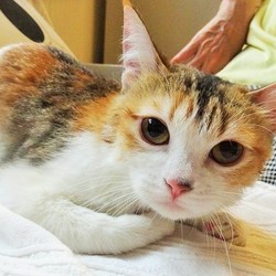 多頭飼い崩壊現場から保護　その3