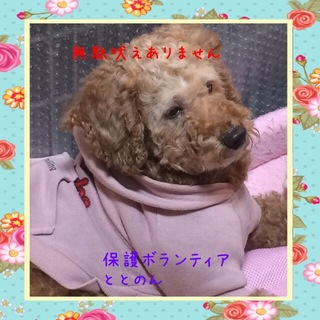 穏やかなトイプードル・マリです。