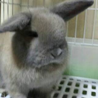 ホーランドロップの可愛い女の子