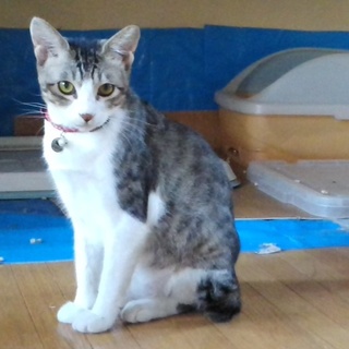 レイアちゃんの飼い主になってください