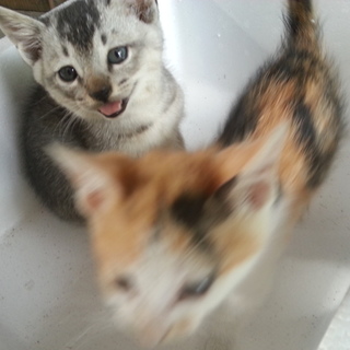 双子の可愛い子猫です！里親を探しています。