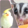 ハルみ