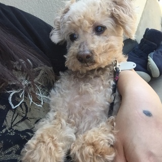 推定10歳くらいのトイプードル⭐︎ジャムおじさん
