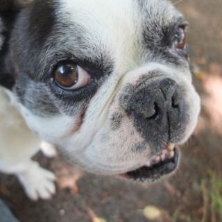 推定９歳くらいのおっとりフレブル⭐︎ブンちゃっちゃ